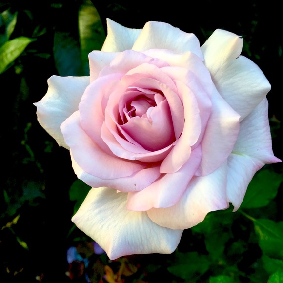 Meet your Posher, Rosie - Picture 1 of 1